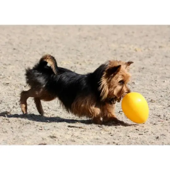Jolly Pets Egg Dog Toy image {1}