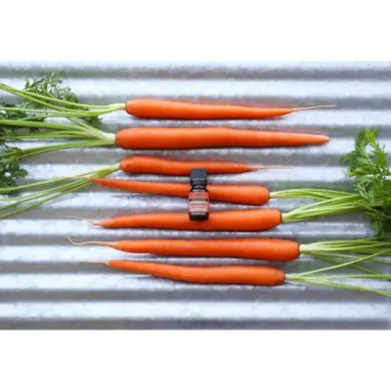 Plantlife Carrot Seed Essential Oil &ndash; 100% Pure & Therapeutic Grade &ndash; Natural, Undiluted & Steam-Distilled &ndash; No Additives or Fillers &ndash; 10 ml image {2}