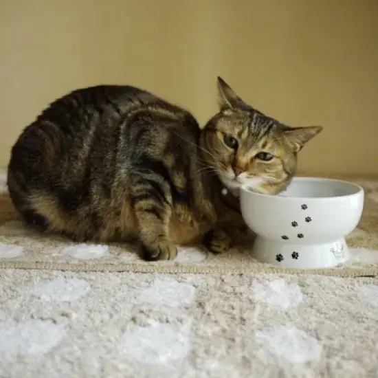 Necoichi Raised Cat Water Bowl image {5}