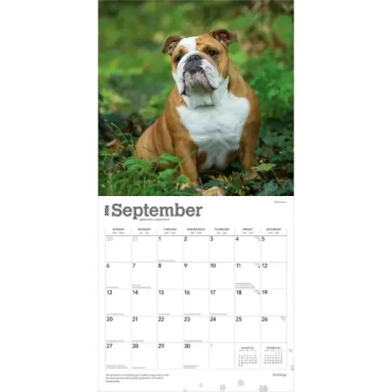 BrownTrout Bulldogs 2026 12"x24" Hanging Square Wall Calendar Plastic-Free image {3}