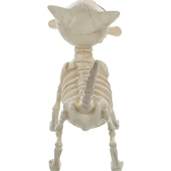 Seasons USA Digger The Skeleton Dog Halloween Decoration - 11 in - Off-White image {1}