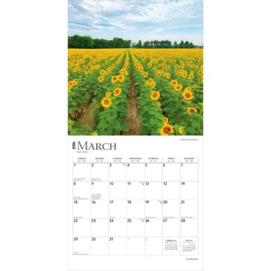 BrownTrout Sunflowers 2026 12"x24" Hanging Square Wall Calendar Plastic-Free image {2}