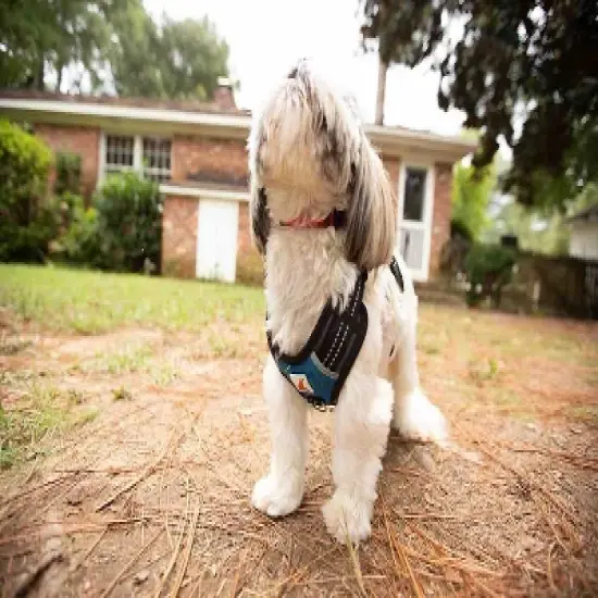 Doggy Tales Realtree 2X Sport Harness Surf Blue image {1}