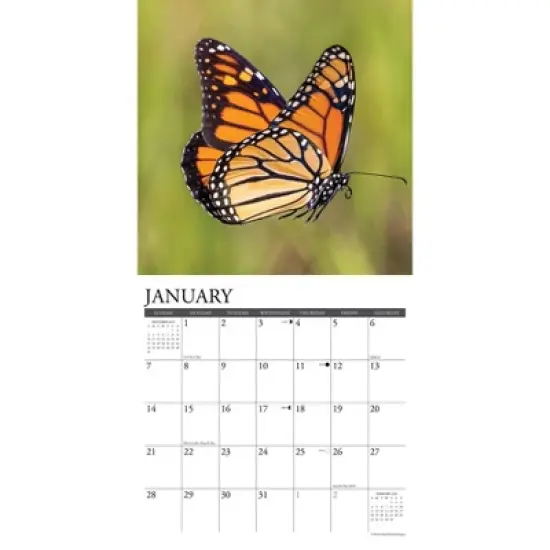 Willow Creek Press 2024 Wall Calendar 12"x12" Monarch Butterflies image {2}