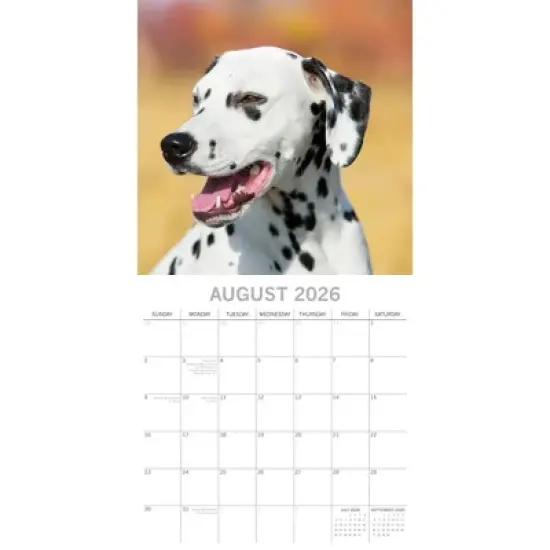 2026 Square Wall Calendar, Dalmatians, 16-Month Paw Prints Theme with 180 Reminder Stickers (12x12 In) image {2}