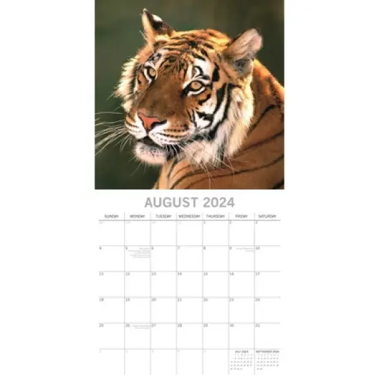 The Gifted Stationery 2024 Square Wall Calendar, Big Cats, 16-Month Animals Theme with 180 Reminder Stickers (12 x 12 In) image {2}