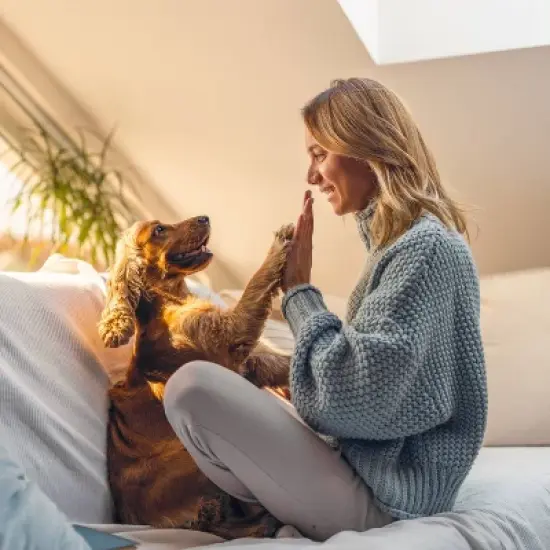 Greenies Petite Chewy Dental Dog Treats Original Chicken - 27oz image {4}