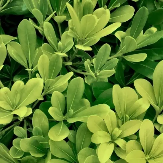 National Plant Network Live Outdoor Anise Tree Plant - 1ct 3 gal image {5}