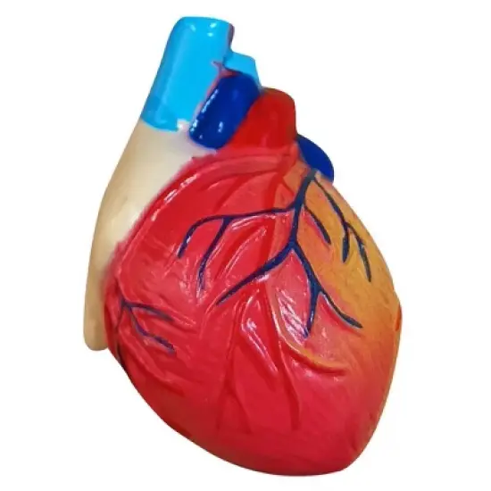 The Purple Cow The Human Body Advent Calendar: Educational Paper & Cardboard Winter Display image {12}