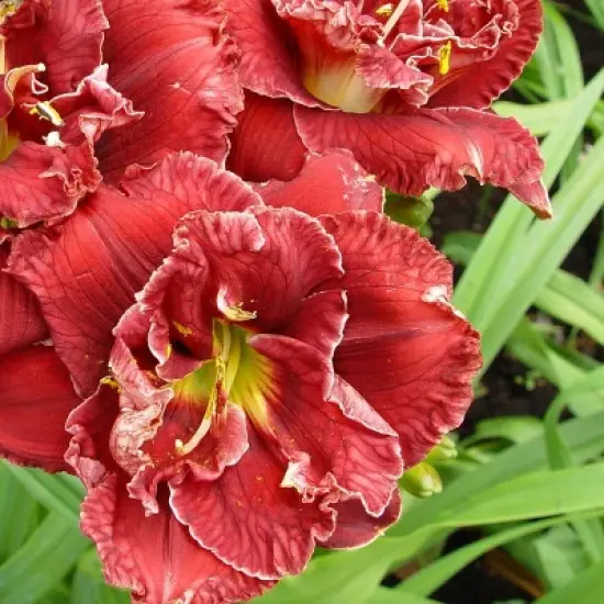 3ct Daylily Stellar Double Rose Roots - Van Zyverden image {1}