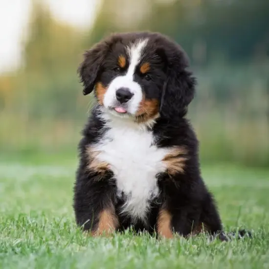 Blue Buffalo Life Protection Formula Natural Puppy Large Breed Dry Dog Food with Chicken and Brown Rice image {5}