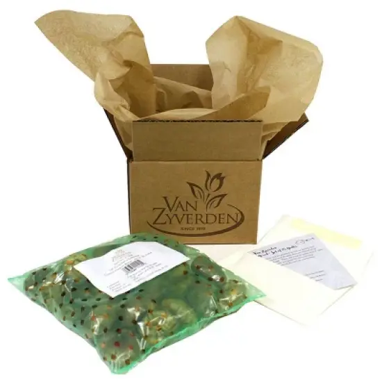 Van Zyverden 25ct Bulbs Tulips Extended Bloom Sunburst Mixture image {2}