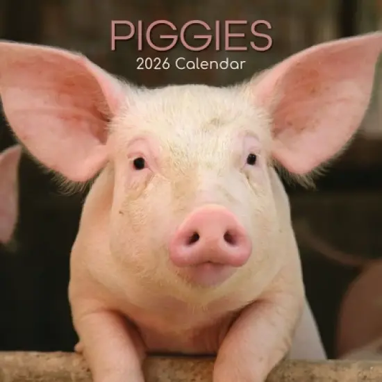 2026 Square Wall Calendar, Piggies, 16-Month Animals Theme with 180 Reminder Stickers (12x12 In) image {4}