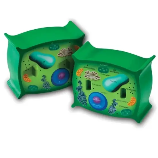 Learning Resources Cross-section Plant Cell Model image {1}
