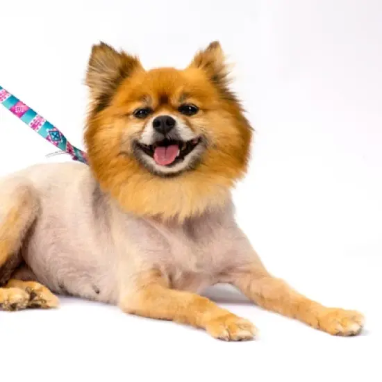 Country Brook Petz Albuquerque Martingale Dog Collar and Leash image {3}