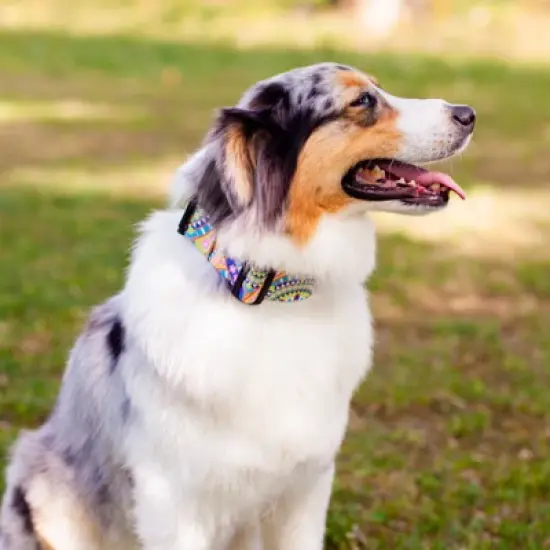 Country Brook Petz 1 1/2 Inch Deluxe Yellow Boho Mandala Dog Collar image {7}