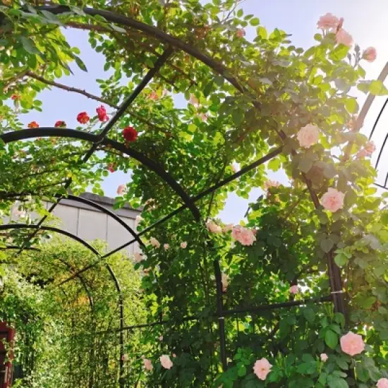Dexmalle Metal Garden Arch with Gate image {7}