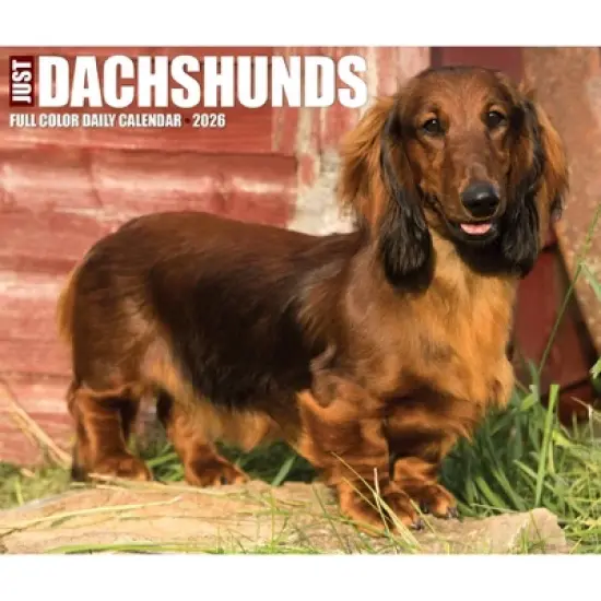 Willow Creek Press 2026 Dachshunds Box Calendar image {4}
