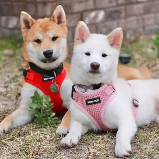 Voyager Step-In Lock Adjustable Dog & Cat Harness for All Breeds image {3}