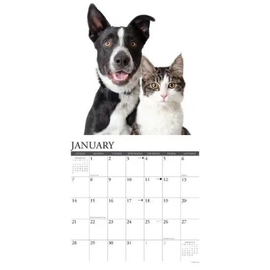 Willow Creek Press 2024 Wall Calendar 12"x12" Cats & Dogs image {2}