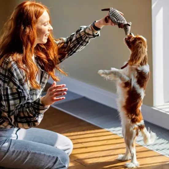 Itopfox Plush Dog Squeaky Toy Stuffed Armadillo Animal Pet Puppy Chew Toys for Small Medium Large All Breed Sizes Dogs, Gray image {4}