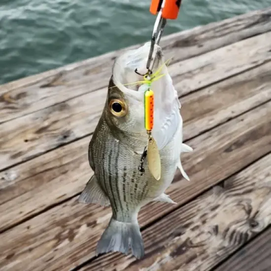 Unique Bargains Metal Curved Fishing Spinner Baits with Plastic Storage Box 40 Pcs image {3}