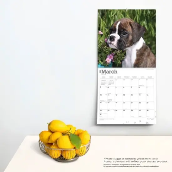 Browntrout 2024 Wall Calendar 12"x12" Boxer Puppies image {3}
