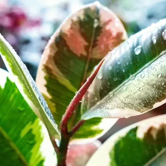 Ficus Robusta Ruby Rubber Tree Plant - National Plant Network image {1}