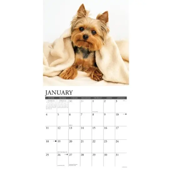 Willow Creek Press 2026 Yorkies Wall Calendar image {2}
