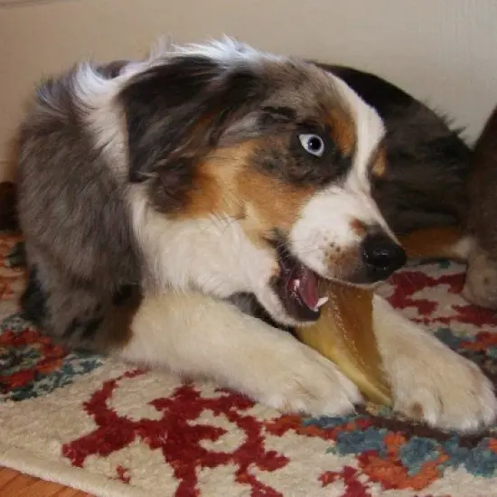 Pawstruck Natural Bulk Cow Hooves for Dogs - Made in the USA Bulk Dog Dental Treats & Dog Chews Beef Hoof, American Made image {4}