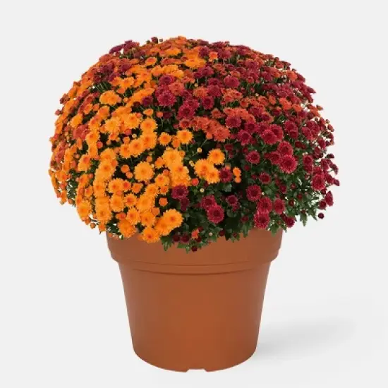 12" Garden Mum Bi-Color Live Plant - Good Little Garden&trade; image {6}
