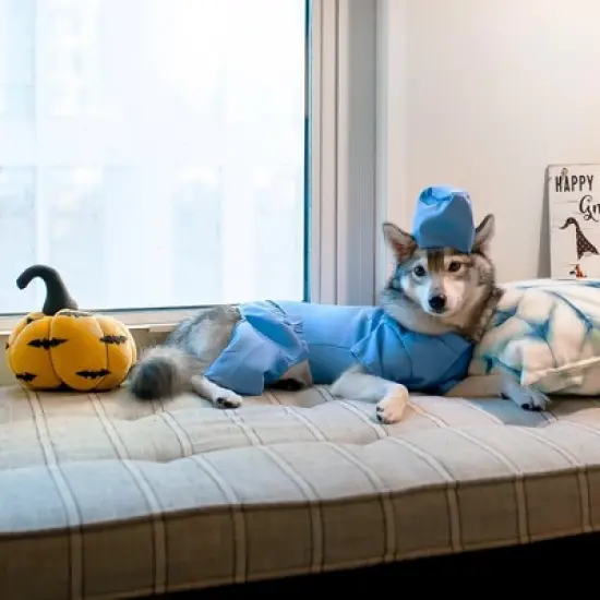 Midlee Scrubs Dog Costume - Large image {3}