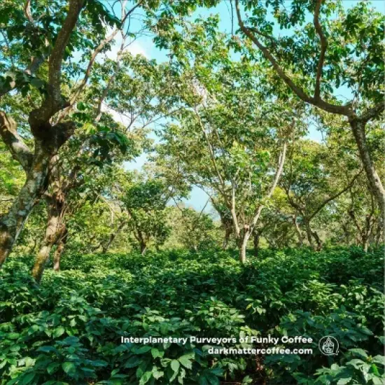 Dark Matter Coffee Unicorn Blood Espresso Blend - 12oz image {3}