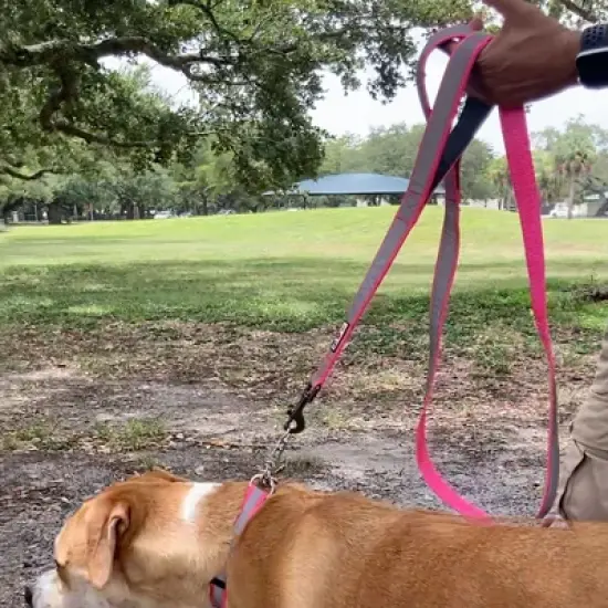 Pawtitas Padded Dog Training Leash 6FT Reflective No-Pull Lead with Dual Padded Handles for Control & Safety image {6}