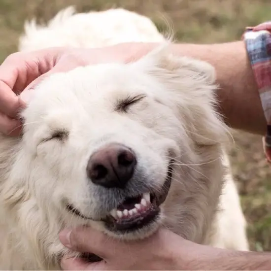 Greenies Fresh Dental Care Regular Spearmint Flavor Adult Dog Treats - 12oz image {6}