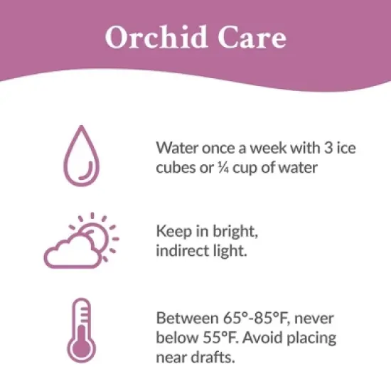 Live 2.5" Purple Mini Orchid Houseplant in Evi Pot image {2}