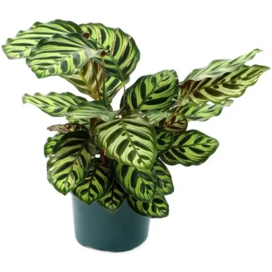 6" Calathea Peacock Plant - National Plant Network image {2}