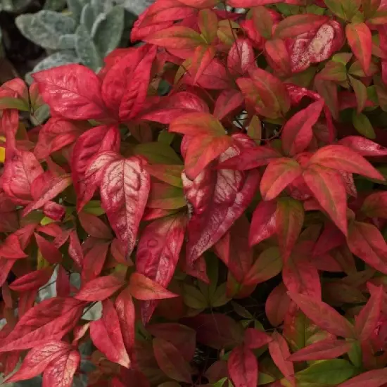 National Plant Network Outdoor Live Fire Power Nandina Plant - 1ct 1gal image {2}