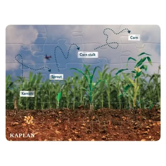 Kaplan Early Learning STEM Learning Realistic Animal and Plant Life Cycle Floor Puzzles - Set of 4 image {3}