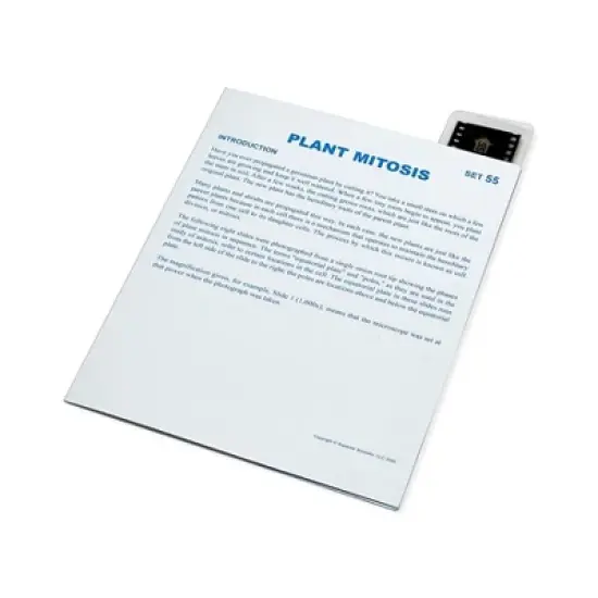Supertek Microslide, Plant Mitosis, 35mm image {1}