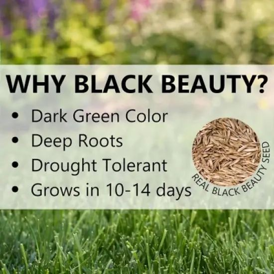 Jonathan Green Black Beauty Pacific Northwest Grass Seed Mixture image {3}