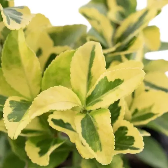 National Plant Network Live Outdoor Golden Euonymus Plant - 1ct 1gal image {5}