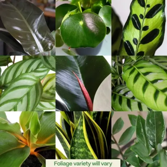 Live 5" Signature Foliage Plant - Good Little Garden&trade; image {4}