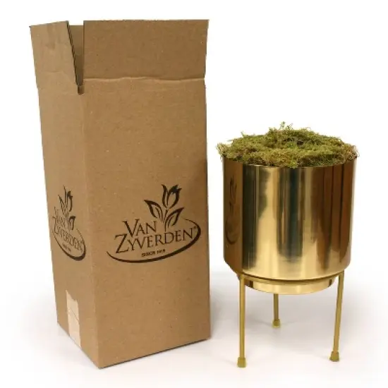 Amaryllis Moon Scene Preplanted Bulb with Iron Brass Finish Large Planter and Stand - Van Zyverden image {3}