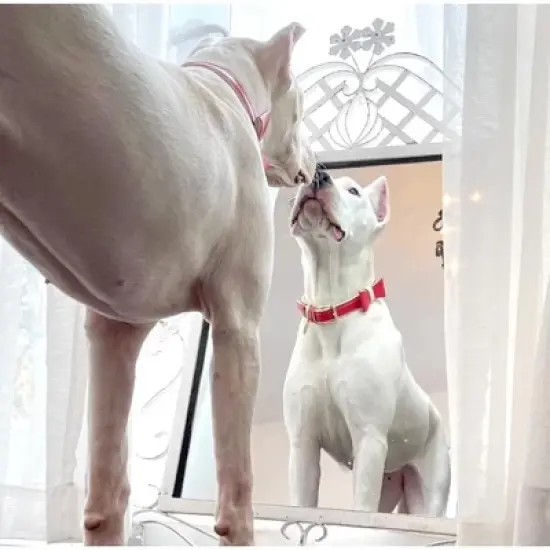 PoisePup &ndash; Luxury Pet Dog Bow Tie &ndash; Soft Premium Leather Bowtie for Small and Large Dogs - Melting Hearts image {2}