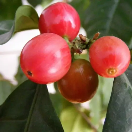 Kaya Kopi Premium Lam Dong From Bao Loc Region, Lam Dong, Vietnam - Energy Robusta Roasted Whole Coffee Beans, 12 Ounce image {3}