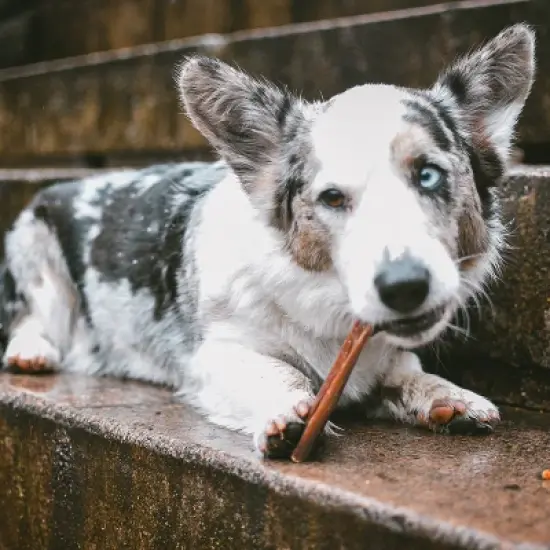 Cadet Bully with Beef Hide Sticks Dog Treat - S - 4.98oz/7ct image {4}
