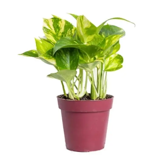 Live 4" Golden Pathos Potted Houseplant image {5}