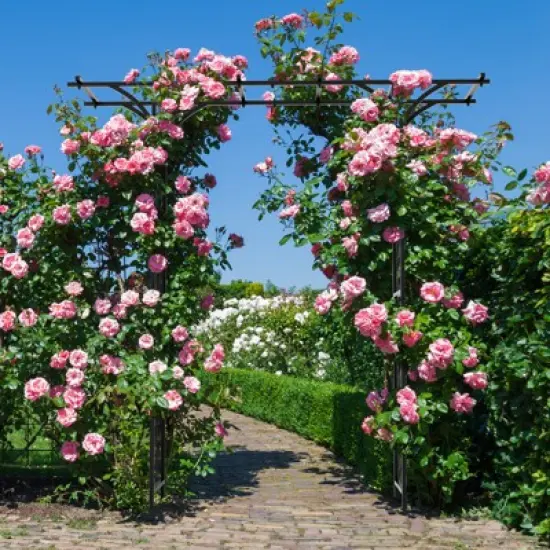 Tobuy Garden Arbor Decorative Metal Garden Arch w/ Trellises for Climbing Plant Vine Rose image {1}