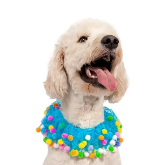Midlee Blue Birthday Pom Pom Dog Collar image {5}
